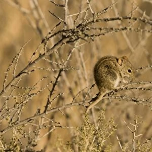 Four-striped Grass Mouse (Rhabdomys pumilio) adult, foraging in thorn bush, Kalahari Desert, Kalahari Gemsbok N. P
