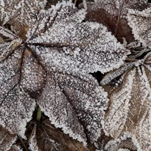 Frost crystals on fallen leaves, Sheffield, South Yorkshire, England, January