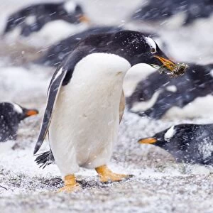Gentoo Penguin (Pygoscelis papua) adult, with nesting material in beak, colony sitting on nests during blizzard, Sea Lion Island, Falkland Islands, november