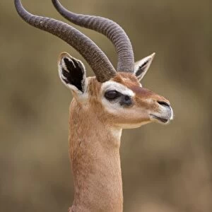 Gerenuk (Litocranius walleri) adult male, close-up of head and neck, Samburu National Reserve, Kenya, August