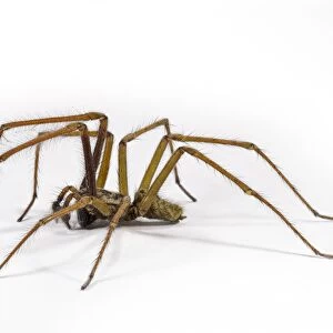 Giant House Spider (Tegenaria gigantea) adult male
