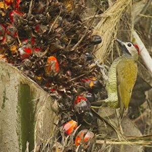 Golden Olive Woodpecker