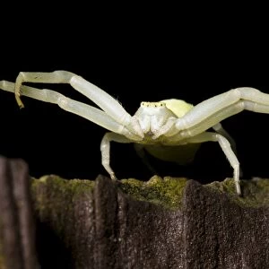 Goldenrod Crab Spider (Misumena vatia) adult female, ambush hunting on garden fence at night, Belvedere, Kent, England