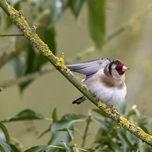 Goldfinch on lichen branch