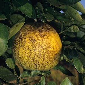 Grapefruit (Citrus x paradisi) fruit, damaged by Citrus Rust Mite (Phyllocoptruta oleivora)