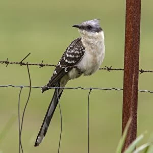 Great Spotted Cuckoo Extremadura Spain