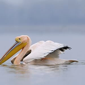 Great White Pelican (Pelecanus onocrotalus) adult, in breeding plumage, swimming, Lake Kerkini, Macedonia, Greece