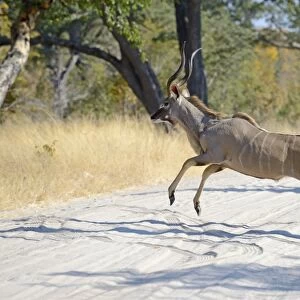 Greater Kudu (Tragelaphus strepsiceros) adult male, running across track, Hwange N. P. Zimbabwe, July