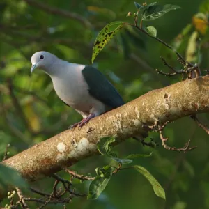 Pigeons Postcard Collection: Green Imperial Pigeon