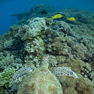 Green Sea Turtle (Chelonia mydas) adult, swimming over coral reef, Gili Lawa Laut, near Komodo Island, Komodo N. P
