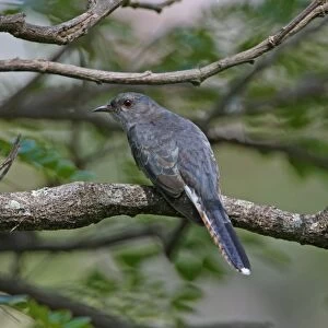 Grey-bellied Cuckoo (Cacomantis passerinus) adult, perched on branch, Sri Lanka, december