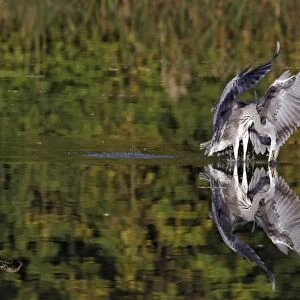 Grey Heron (Ardea cinerea) juvenile, feeding, striking at fish in water, Midlands, England, october (three of four in sequence)