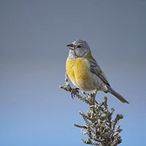Grey-hooded Sierra-finch (Phrygilus gayi) adult male, perched on bush, Torres del Paine N. P