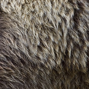 Grizzly Bear (Ursus arctos horribilis) adult, close-up of fur and eye, Katmai N. P. Alaska, U. S. A. august