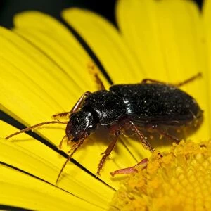 Ground Beetle (Harpalus affinis) adult, on yellow flower in garden, Belvedere, Bexley, Kent, England, April