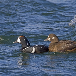 Harlequin Duck (Histrionicus histrionicus) adult pair, breeding plumage, swimming on river rapids, River Laxa, Myvatn