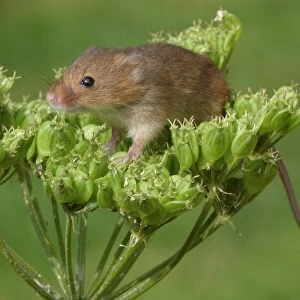 Harvest Mouse (Micromys minutus) adult, climbing on umbellifer seedhead, Leicestershire, England, august (controlled)