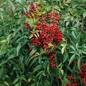 Heavenly Bamboo (Nandina domestica) close-up of berries and leaves, in garden, U. S. A