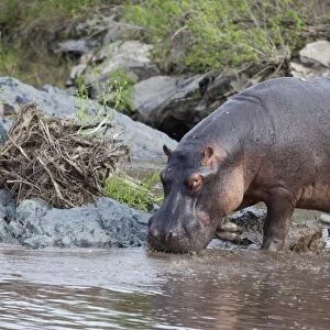Hippopotamus (Hippopotamus amphibius) adult, walking into water, Serengeti N. P. Tanzania, november