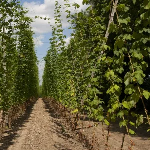 Hops (Humulus lupulus) crop, growing up supports, near Faversham, Kent, England, july