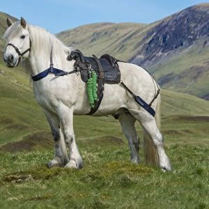 Horse Collection: Highland