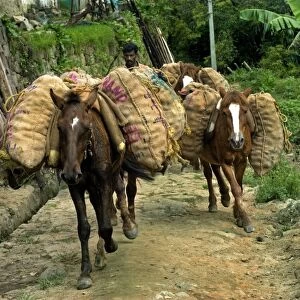 Horses loaded with sacks, carrying harvested crop, Vattavada, Western Ghats, Kerala, India