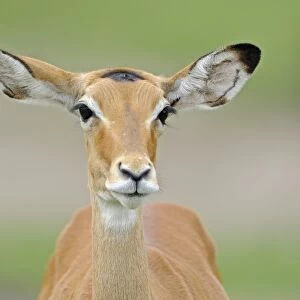Impala (Aepyceros melampus) immature female, close-up of head, Serengeti N. P. Tanzania