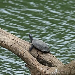 Indian Black Turtle (Melanochelys trijuga) adult, resting on log over water, Sri Lanka, February