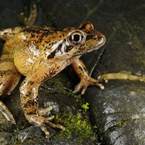 Italian Stream Frog (Rana italica) adult, sitting on rock, Italy, july