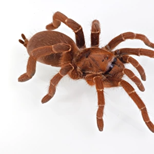 King Baboon Spider (Citharischius crawshayi) adult