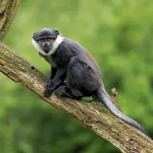 Le singe-hoest jeune, assis sur un rameau en captivité
