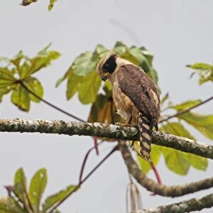 Laughing Falcon (Herpetotheres cachinnans) adult, perched on branch in tree, Costa Rica, february