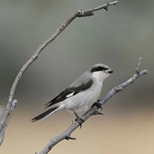 Lesser Grey Shrike (Lanius minor) immature, first winter plumage, perched on twig, Lemnos, Greece, September