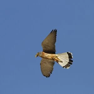 Lesser Kestrel Male with insect prey in its bill. Taken in spain, Trujillo, Extremadura