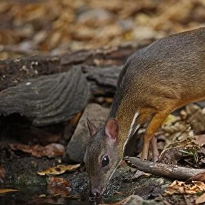 Lesser Mouse-deer (Tragulus kanchil) adult male, drinking from forest pool, Kaeng Krachan N. P. Thailand, february