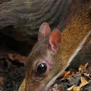 Lesser Mouse-deer (Tragulus kanchil) adult male, drinking from forest pool, close-up of head, Kaeng Krachan N. P. Thailand, february
