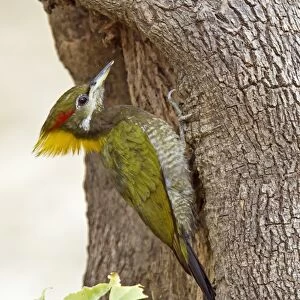 Woodpeckers Collection: Lesser Yellownape