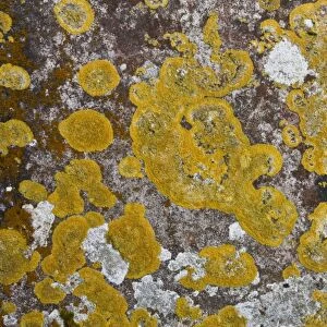 Lichen (Caloplaca flavescens) and other lichen species, growing on old gravestone in churchyard, Stoke Pero Church