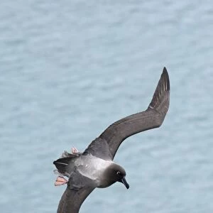 Light-mantled Sooty Albatross (Diomedea palpebrata) adult, in flight over sea, South Georgia, october