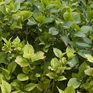 Lime induced iron and nitrogen deficiency causing chlorosis of the leaves of a Hydrangea macrophylla garden shrub
