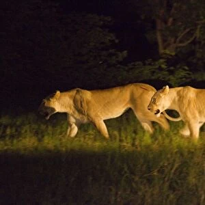 Lion (Panthera leo) two adult females, hunting at night, Okavango Delta, Botswana