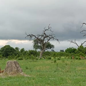 Lion (Panthera leo) immature, sitting beside termite mound, watching Impala (Aepyceros melampus) herd, Savute, Chobe N. P. Botswana