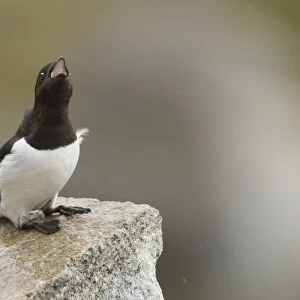 Little Auk (Alle alle) adult, summer plumage, calling, sitting on rock, Svalbard, july