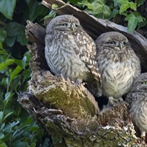 Little Owl (Athene noctua) three young, perched at nesthole entrance in early morning, Oxfordshire, England, June