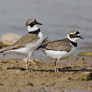 Little Ringed Plover (Charadrius dubius) adult pair, summer plumage, mating, Midlands, England, april