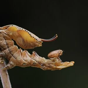 Lobster Moth (Stauropus fagi) larva, in defence posture on stem, Oxfordshire, England