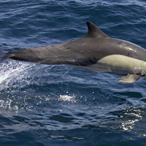 Delphinidae Collection: Long-beaked Common Dolphin