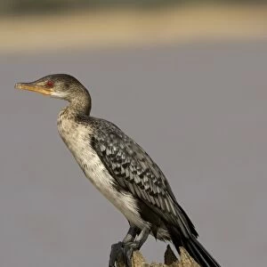 Cormorants Collection: Reed Cormorant
