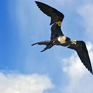 Magnificent Frigatebird (Fregata magnificens) adult female, in flight, with wing tags