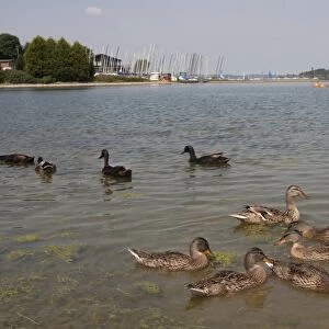 Mallard Duck (Anas platyrhynchos) x domestic duck hybrids, flock, swimming on reservoir habitat, Edith Weston